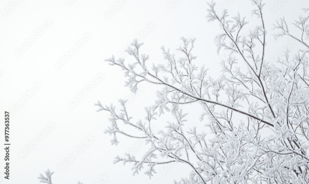 A tree branch covered in snow A tree branch covered in snow