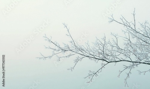 A tree branch covered in frost and snow