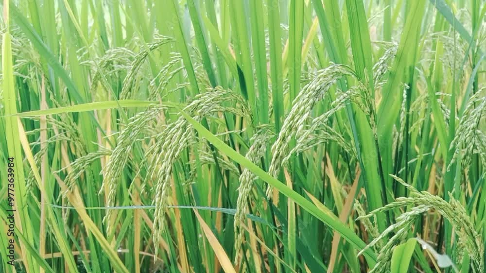 Paddy crop ( Rice ) in Indian agriculture field Paddy crop ( Rice ) in Indian agriculture field