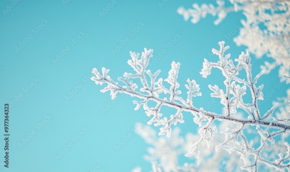A branch covered in frost and snow A branch covered in frost and snow