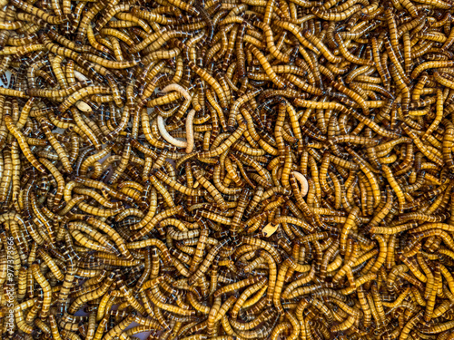 Lot of mealworms in the tray for sale, bird food photo