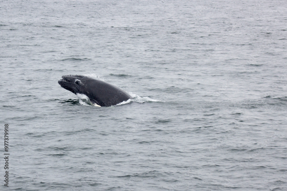 Fototapeta premium whale in water