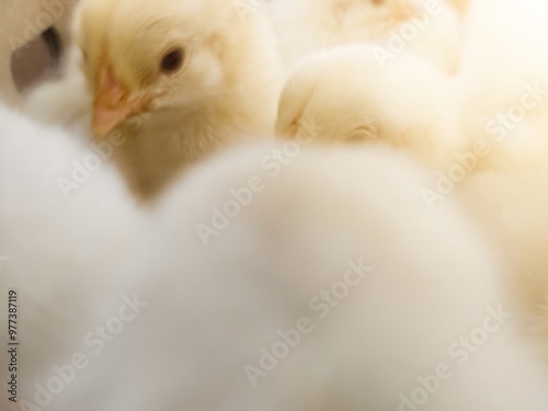 Close up the Baby chickens on the farm hatchery production. newborn chicken high quality production with new technology farm hatchery.