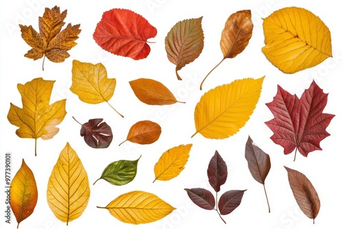 A vibrant assortment of autumn leaves arranged on a white background for seasonal decoration