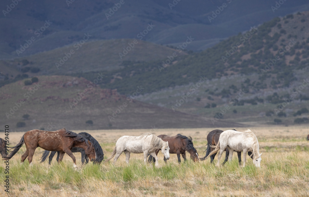 Fototapeta premium Wild Horses in Springtime in the Utah Desert