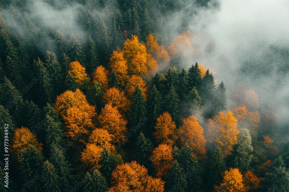 Aerial view of a foggy autumn forest in the mountains showcasing vibrant green and orange foliage Aerial view of a foggy autumn forest in the mountains showcasing vibrant green and orange foliage