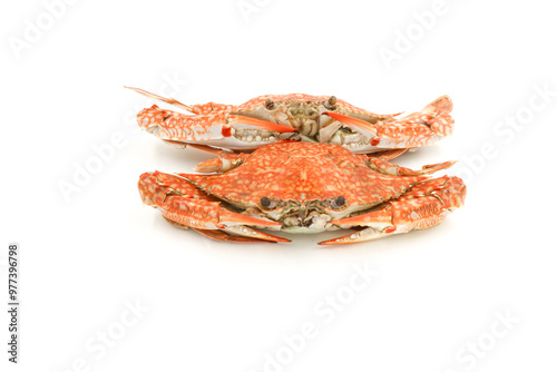 Steamed Blue Crabs on the white background photo