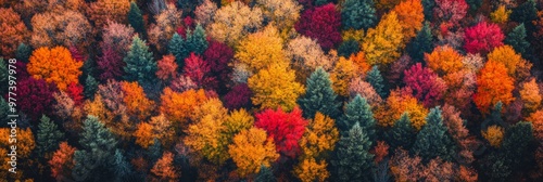 Aerial view of vibrant autumn forest landscape in the mountains