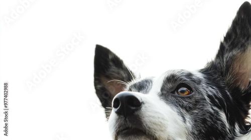 Dog outdoors exploring, ears perked up, white background, isolate