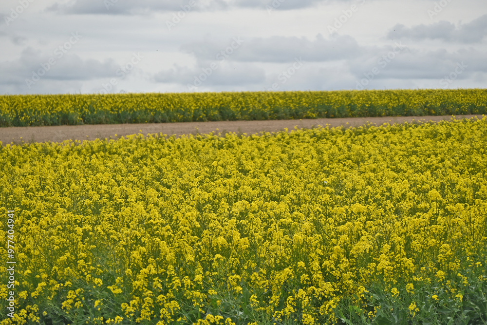 Obraz premium Châlons-en-Champagne, campagna con campi di colza e foraggio, Francia