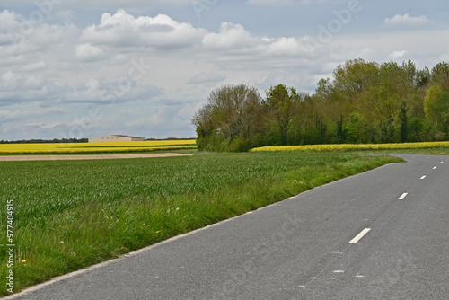 Châlons-en-Champagne, campagna con campi di colza e foraggio, Francia photo