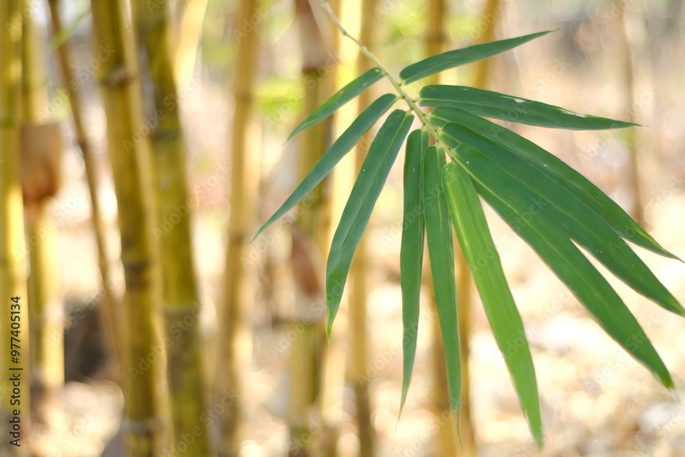 Fototapeta premium yellow bamboo leaves, Bambusa vulgaris