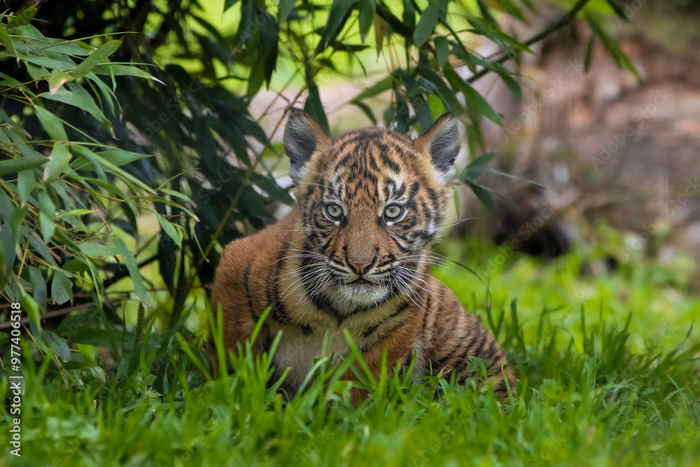 Sumatran tiger cub Sumatran tiger cub