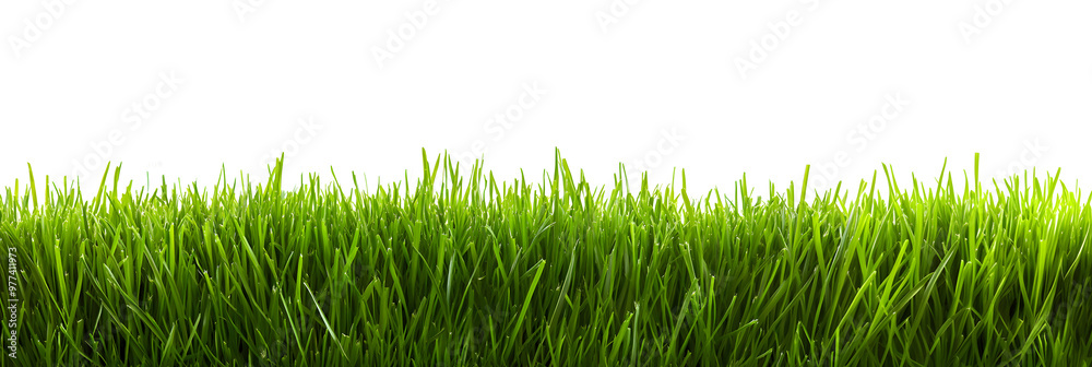 Obraz premium A lush green grass meadow stretches across a white background