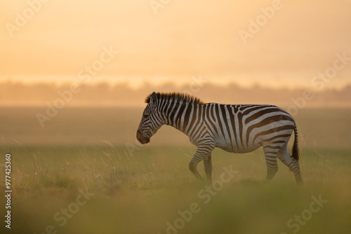Photography Zebra walking in the Masai Mara savannah during sunset