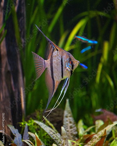 Rio Nanay Angelfish, Rio Nanay Skalar 