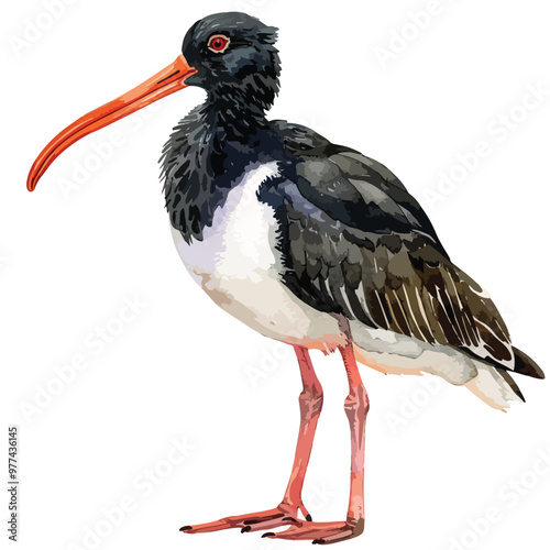 Elegant Oystercatcher Floral Hand-drawn Watercolor Illustration