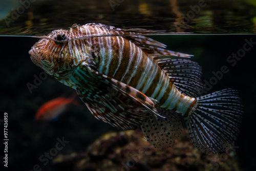 Red Lionfish - Pterois volitans – beautiful colored venomous coral reef fish from Indo-Pacific coral reefs and sea coasts, Indonesia. photo