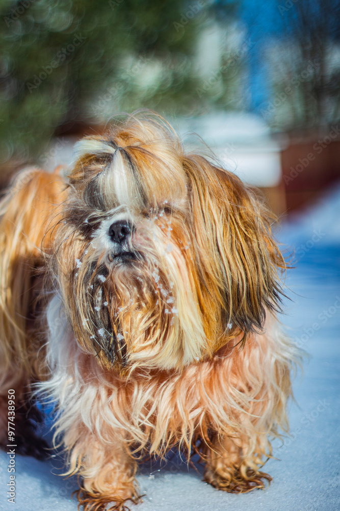 shih tzu dog walks in the park in winter shih tzu dog walks in the park in winter