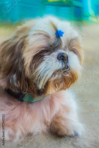 shih tzu dog walks in the park in the summer