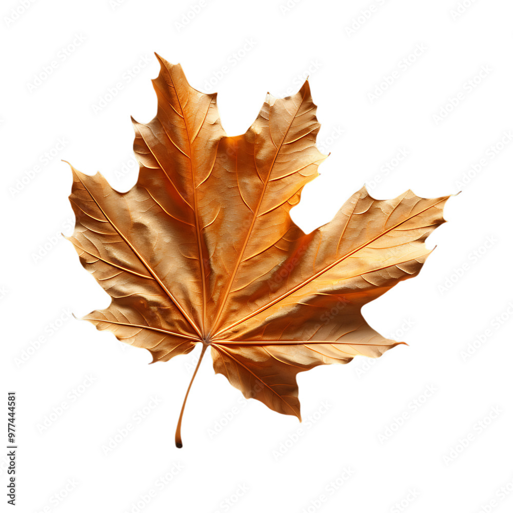 Fototapeta premium Autumn Leave 