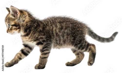 PNG Photo of kitten walking animal mammal manx.