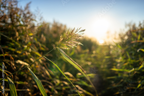 Calm scene of fresh green coastal grass, spikelet of reeds, stalks at sunset, blurred background. Footpath between tall grass. Nature, summer landscape concept