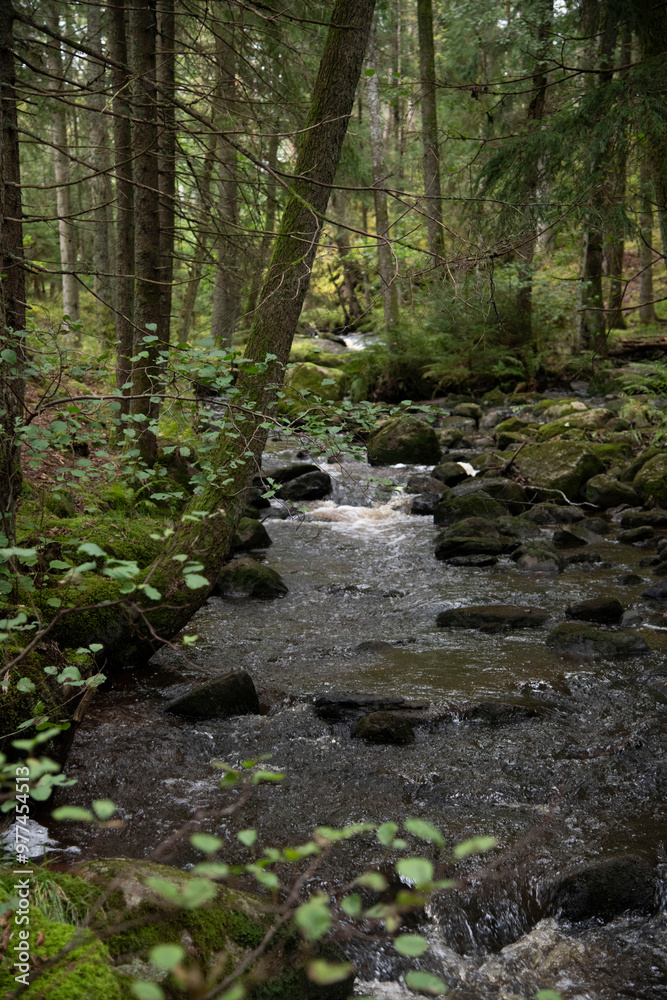 stream in the forest stream in the forest