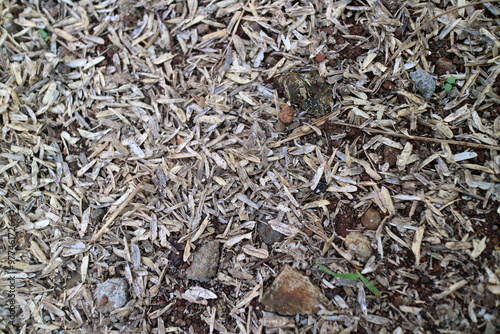 Skin of a very large number of rice grains scattered on the ground, photographed during the day