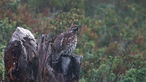 a hazel grouse, tetrastes bonasia, on a tree trunk at a autumn evening photo