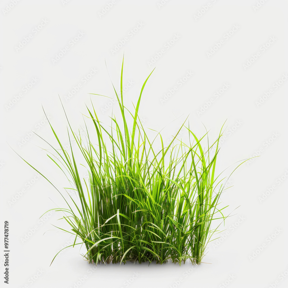 Lush green grass with tall blades, creating vibrant and fresh appearance, perfect for nature themed projects or backgrounds Lush green grass with tall blades, creating vibrant and fresh appearance, perfect for nature themed projects or backgrounds