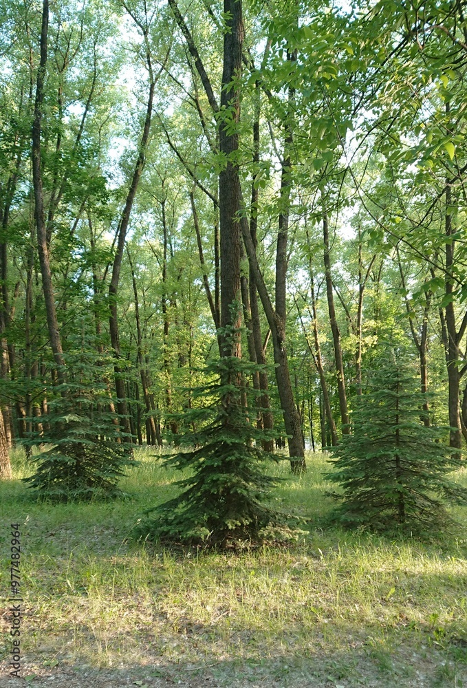 Fototapeta premium three sisters