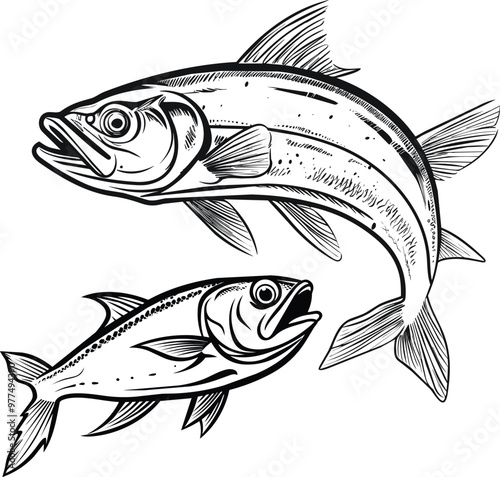 Set of Anchovy Fish Monochrome Hand Drawn vector illustration Illustration.