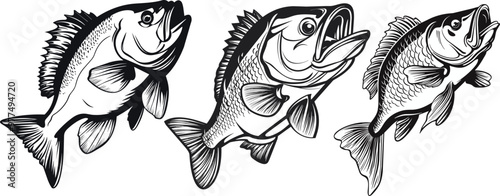 A set of  Largemouth Bass fish Hand drawn engraving vector illustration.