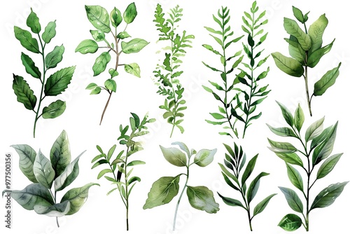 Set of watercolor leaves, hand painted illustration of floral elements isolated on a white background.