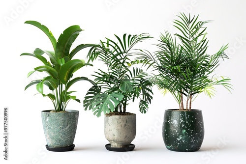 Collection of various houseplants displayed in ceramic pots with transparent background. Potted exotic house plants on white shelf against white wall. Home garden banner