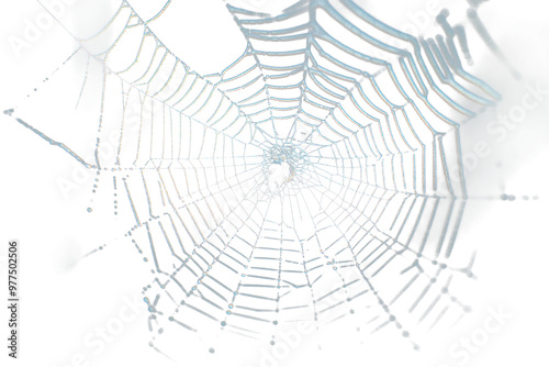 Real Spider web spider invertebrate spider web. photo