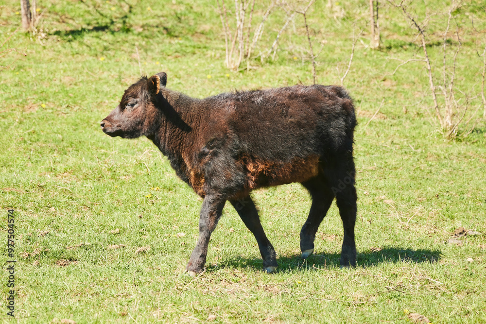 A calf is grazing. Green meadow with grass A calf is grazing. Green meadow with grass