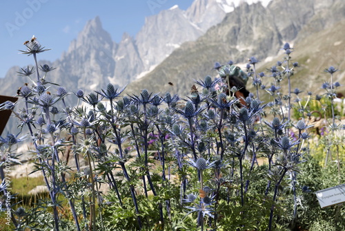 The Pavillon Alpine Garden on Mont Blanc at 2,173 m altitude. Aosta Valley, Italy.
