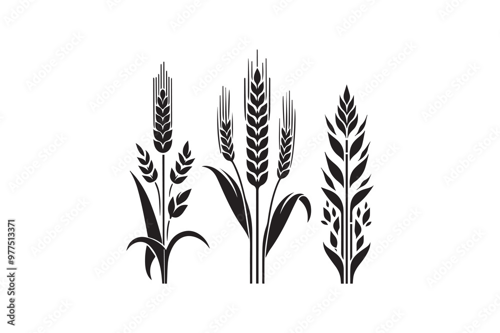 corn stalks and barley grain vector silhouette illustration corn stalks and barley grain vector silhouette illustration