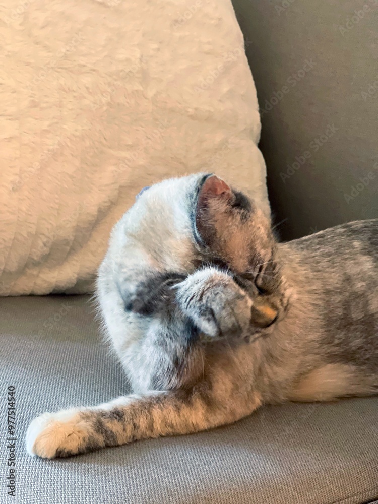 Obraz premium Winnie on the couch