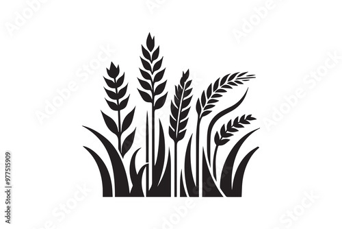 corn stalks and barley grain vector silhouette illustration