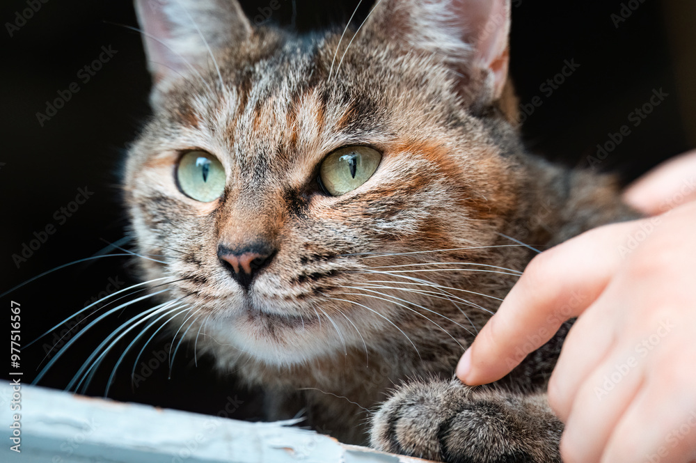 Petting a tabby cat close-up