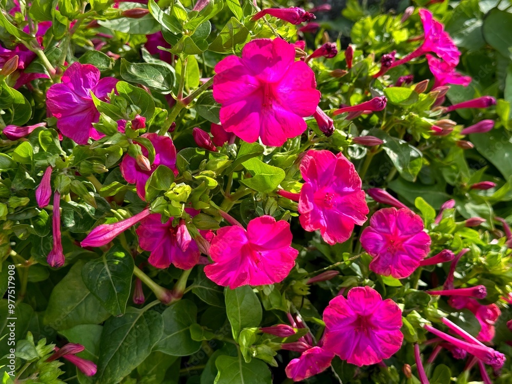 Plant Mirabilis jalapa four o'clock flower or marvel of Peru
