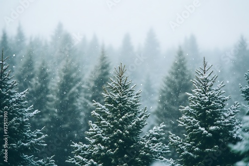 Snow falling on evergreen trees in a winter forest