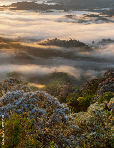 The canopy of Shorea tree is silver-gray.Tightly grouped together along ridges and mountain peaks. It looks like a broccoli.Hala Bala wildlife sanctuary,Sukhirin District,Narathiwat Province.,Thailand photo