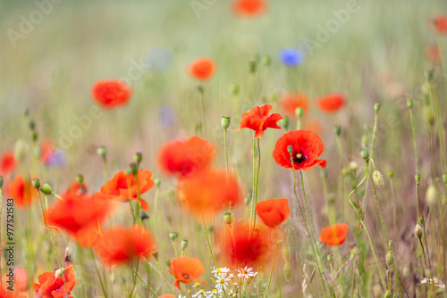 Fototapeta Naklejka Na Ścianę i Meble -  field of red poppies
