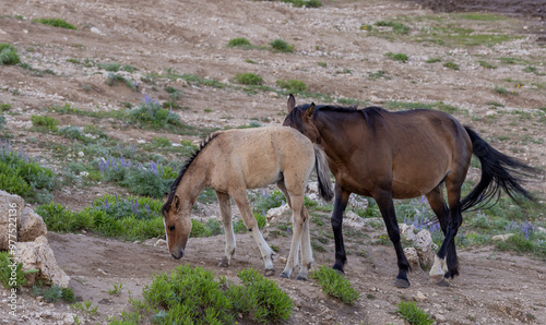 Wild Horse Mare and Foal in the Pryor Mountains Montana in Summer