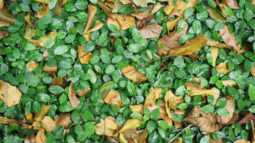 Green leaves on the ground covered with the first fallen autumn leaves. Natural background and texture for design. Green leaves on the ground covered with the first fallen autumn leaves. Natural background and texture for design.