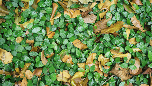 Green leaves on the ground covered with the first fallen autumn leaves. Natural background and texture for design. photo